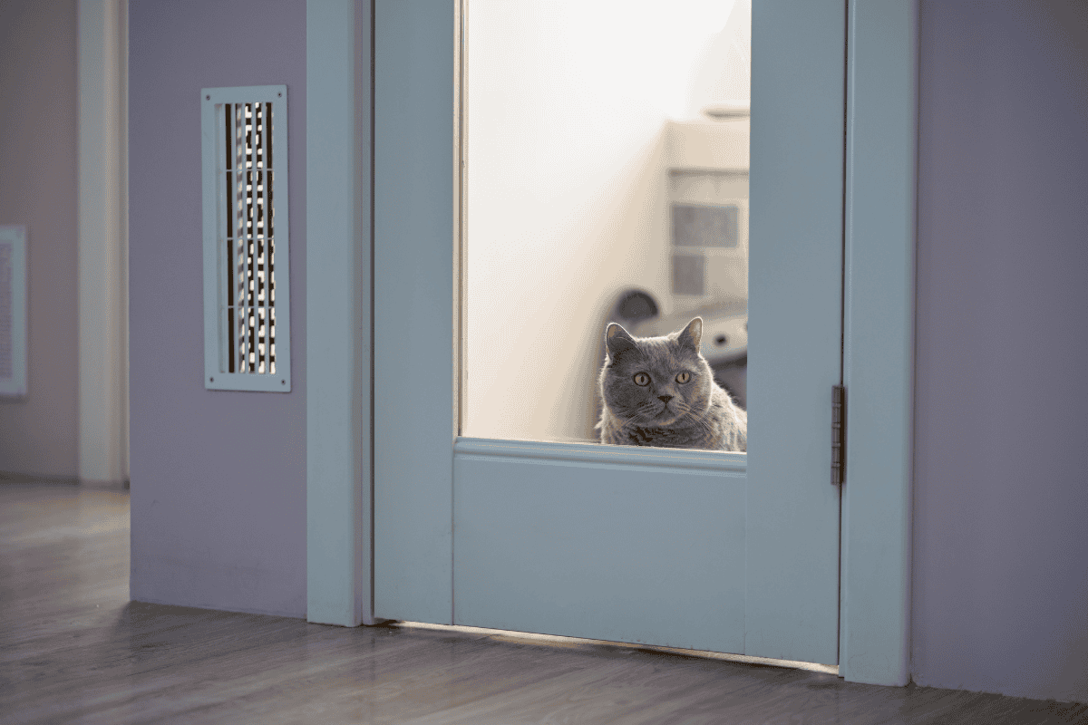 Cat watching through a door window indoors, showing signs of feline separation anxiety