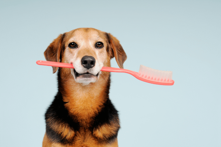 Dog holding a toothbrush, showing the importance of dental care and how often dogs need their teeth cleaned