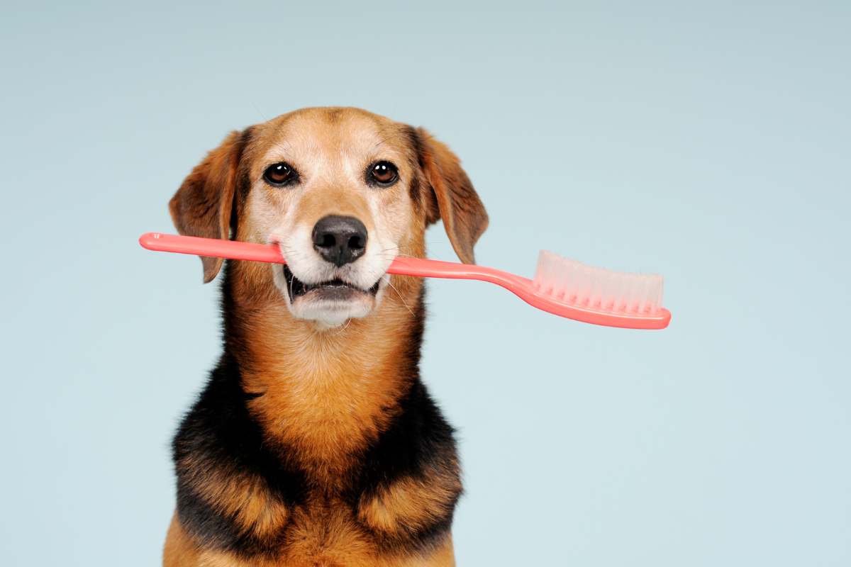 Dog holding a toothbrush, showing the importance of dental care and how often dogs need their teeth cleaned