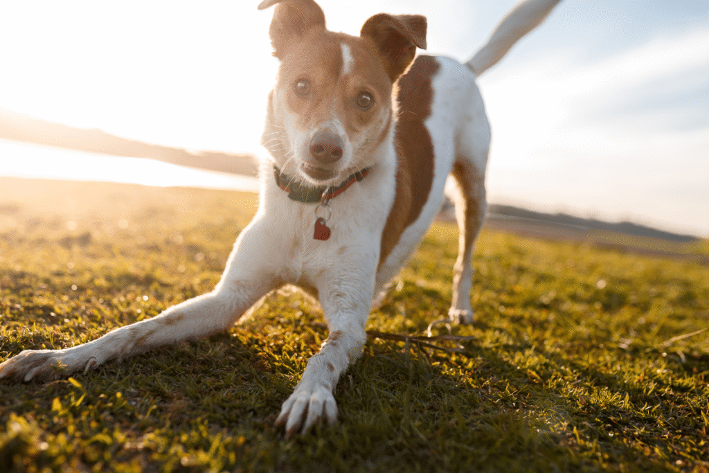 Playful dog running outdoors after improved mobility from Spryng injections treatment