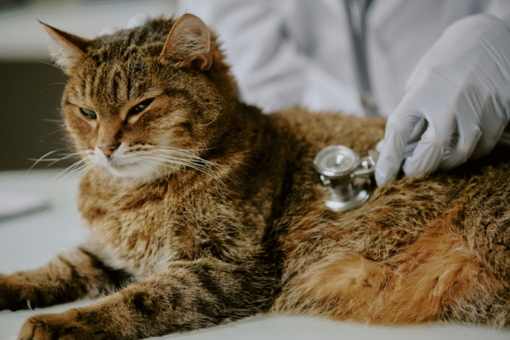 Veterinarian examining a cat to evaluate joint health before Spryng injections
