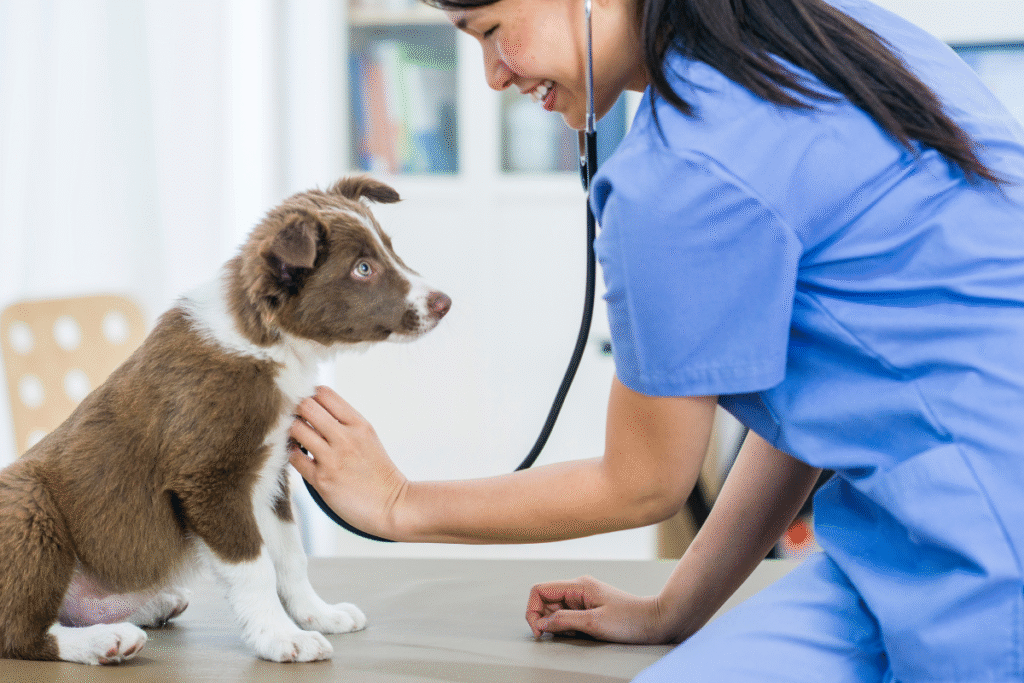 Veterinarian examining puppy during consultation for Spryng injections for joint care