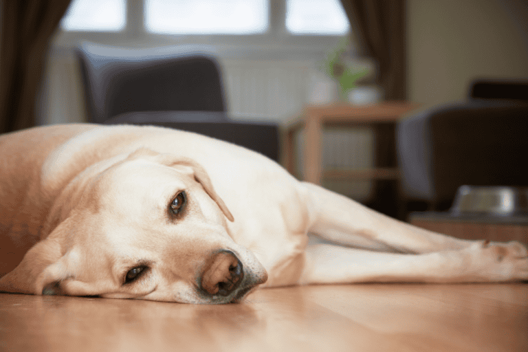 Yellow Labrador lying on wooden floor looking tired