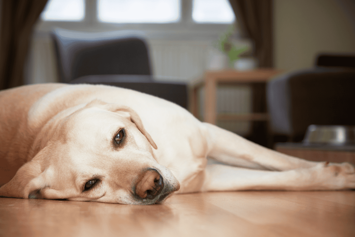 Yellow Labrador lying on wooden floor looking tired