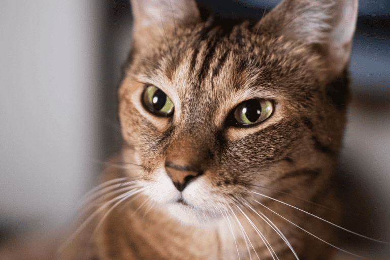 Close-up of tabby cat face with green eyes