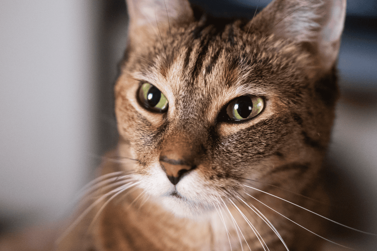 Close-up of tabby cat face with green eyes