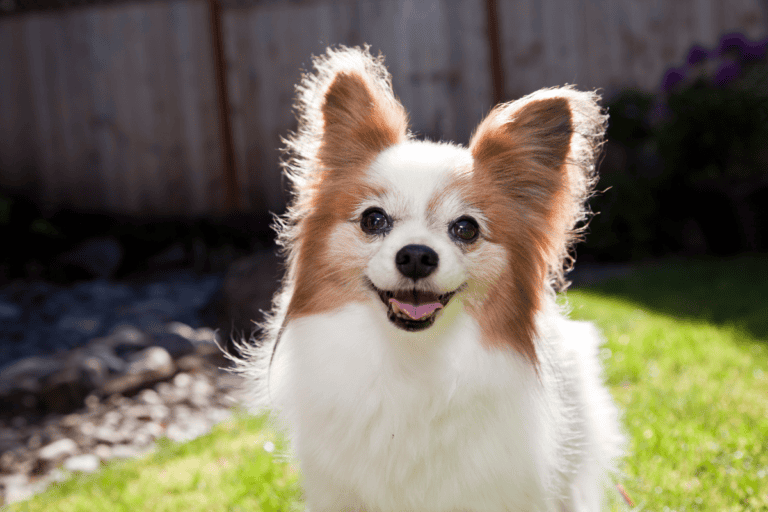 Small Papillon dog smiling on green grass