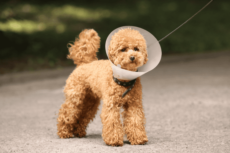 Small apricot poodle wearing cone e-collar walking on pavement
