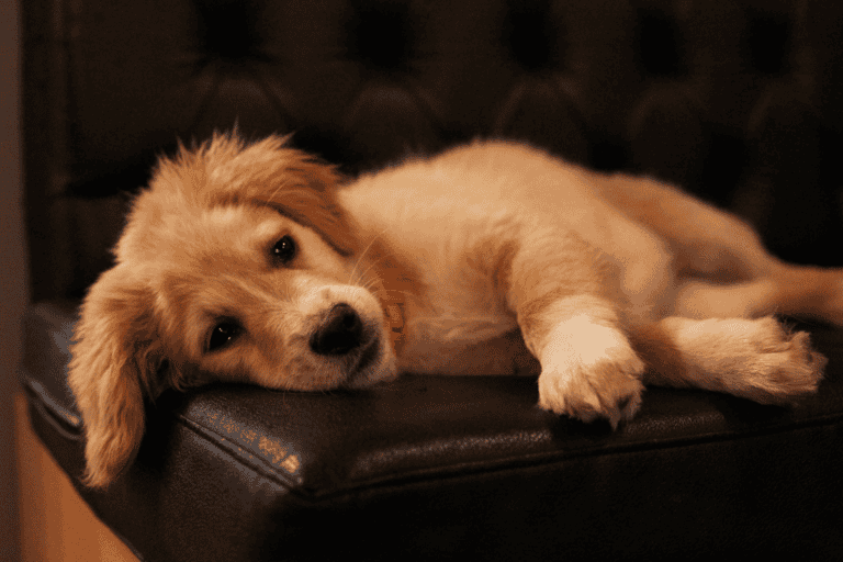 Golden retriever puppy lying on black leather chair