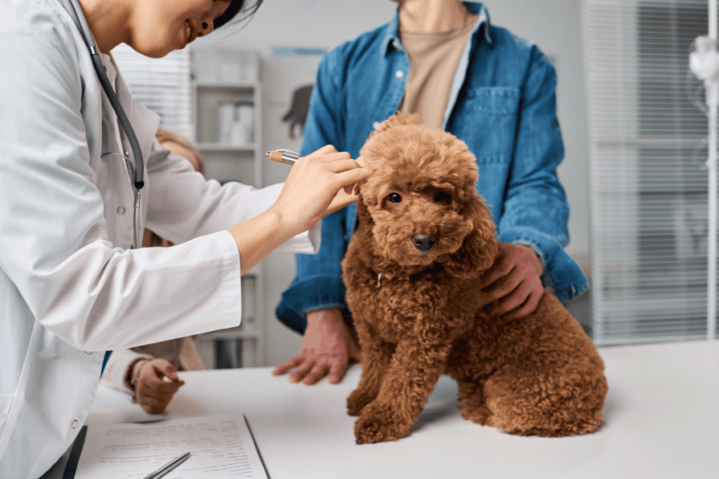 Veterinarian Helotes TX residents trust examining a happy dog at Cutting Edge Pet Clinic