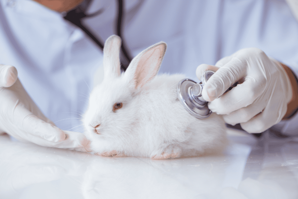 Rabbit wellness exam by an exotic vet in San Antonio at Cutting Edge Pet Clinic
