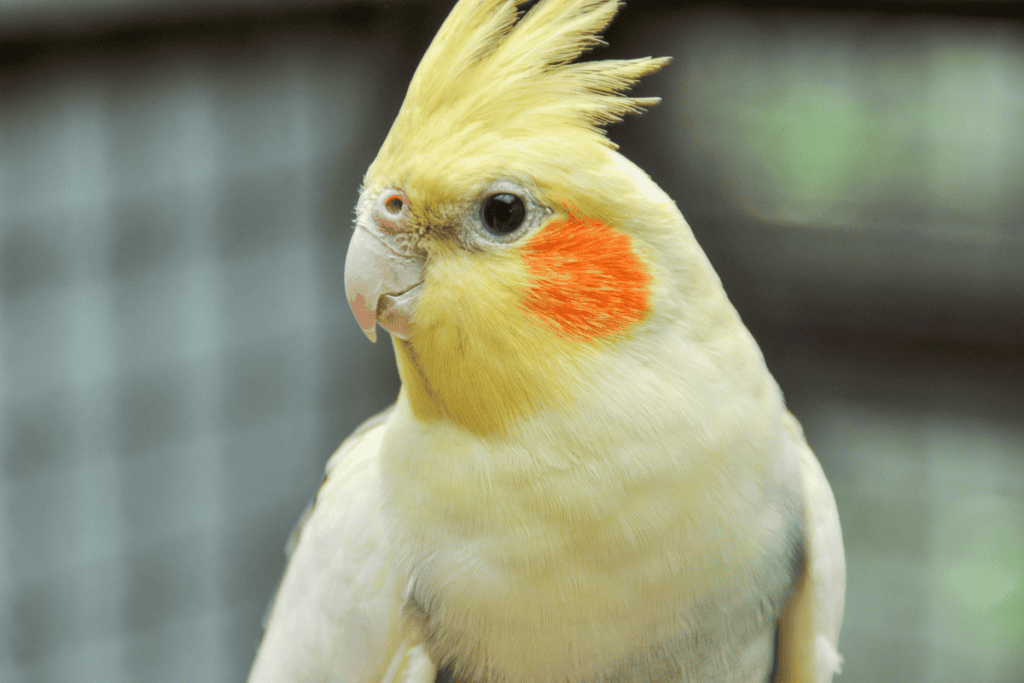 Cockatiel under the care of avian veterinarians serving San Antonio and Boerne