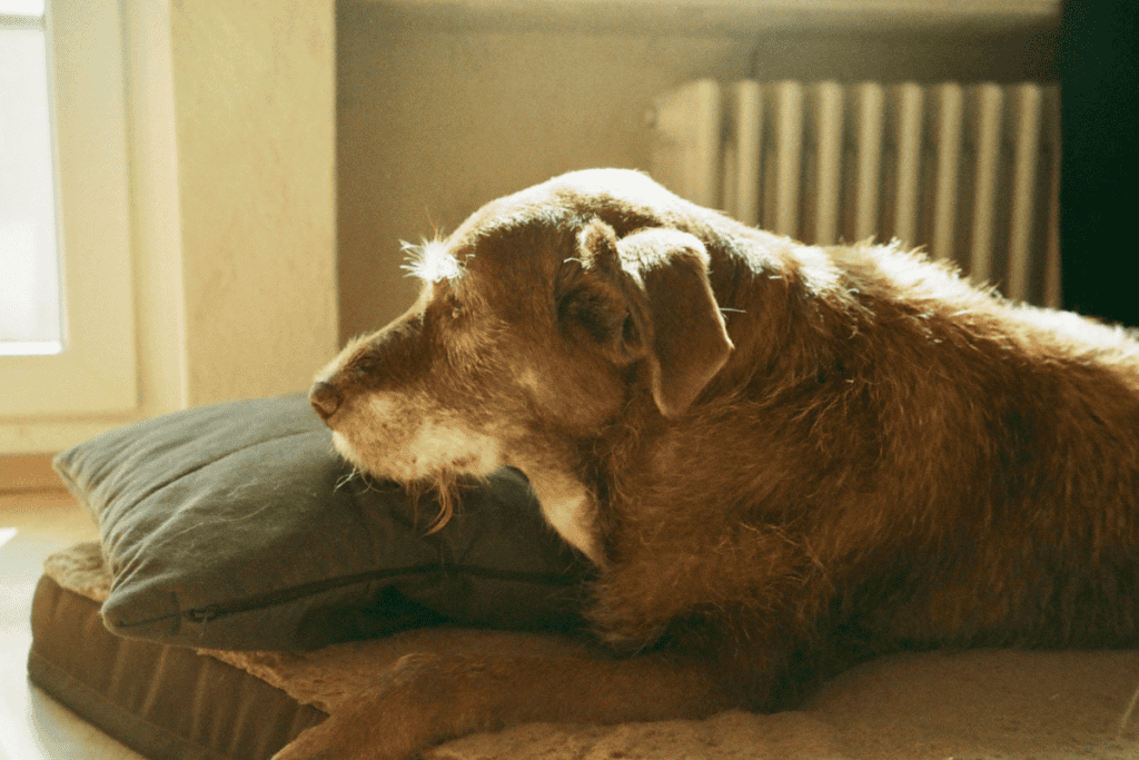 Senior dog at peace — compassionate pet euthanasia in San Antonio at Cutting Edge