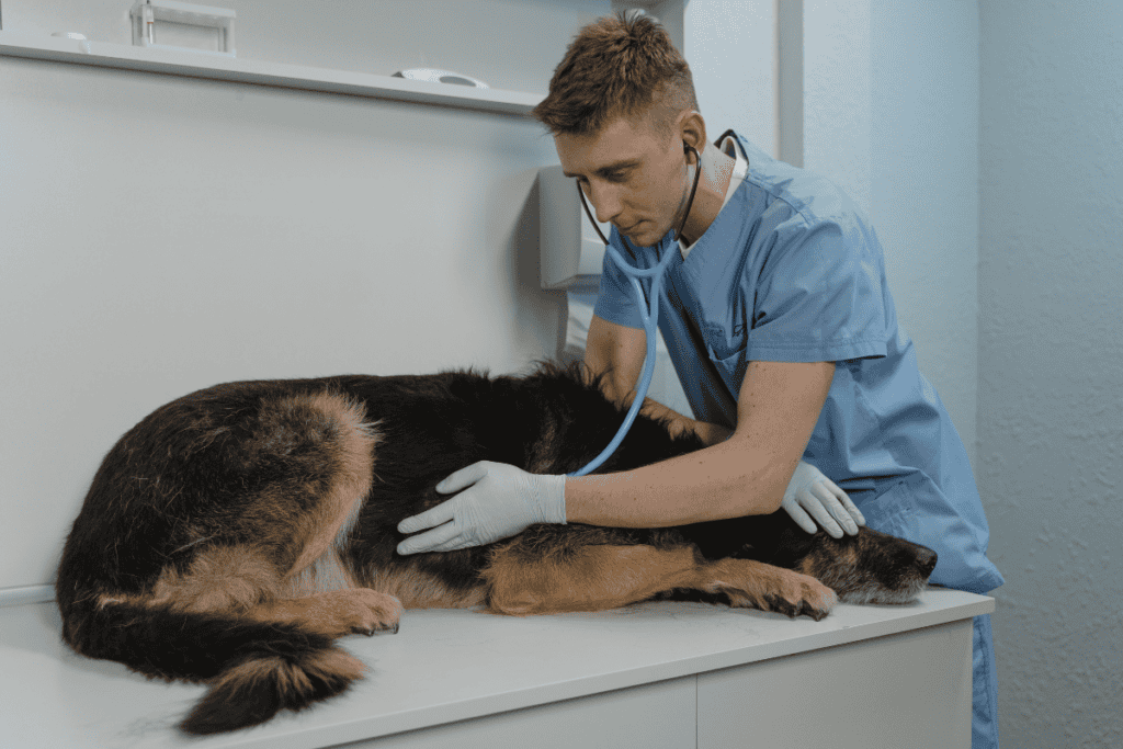 Veterinarian performing a quality of life consultation before dog euthanasia in San Antonio