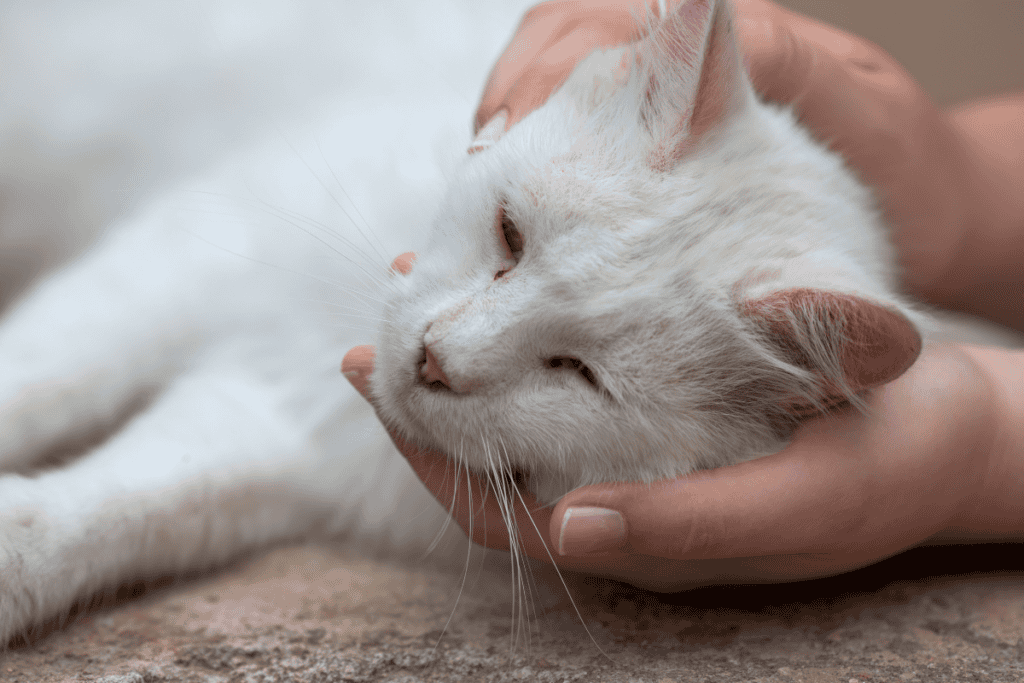 Gentle final moments — cat euthanasia near me at Cutting Edge Pet Clinic