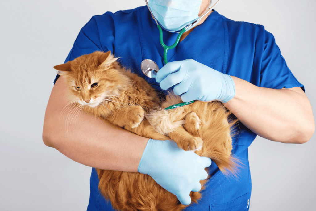 Quality of life consultation for a senior cat at our clinic near San Antonio