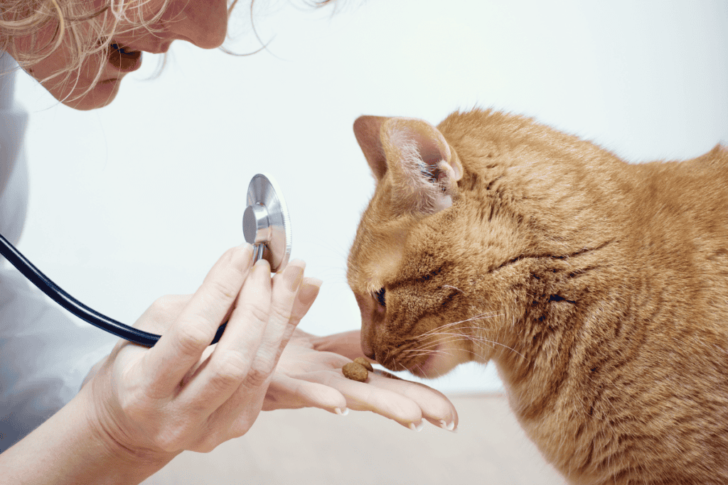 Kitten wellness check at our pet wellness clinic San Antonio TX families trust