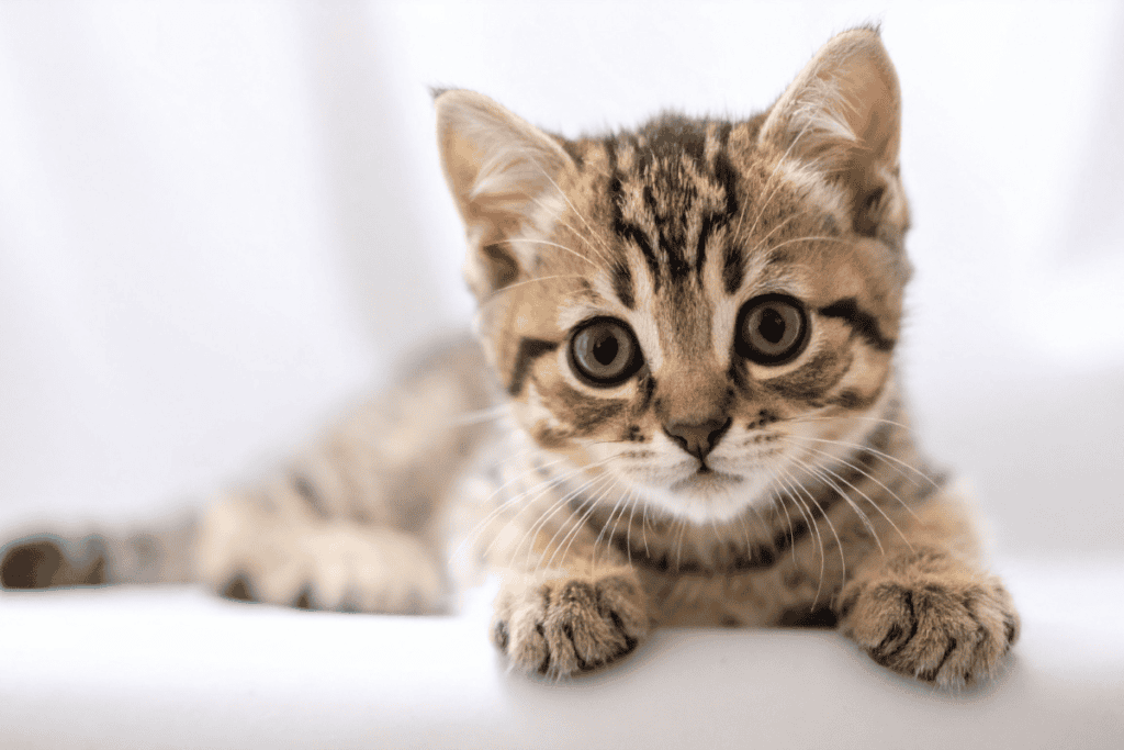 Kitten wellness check at our pet wellness clinic San Antonio TX families trust