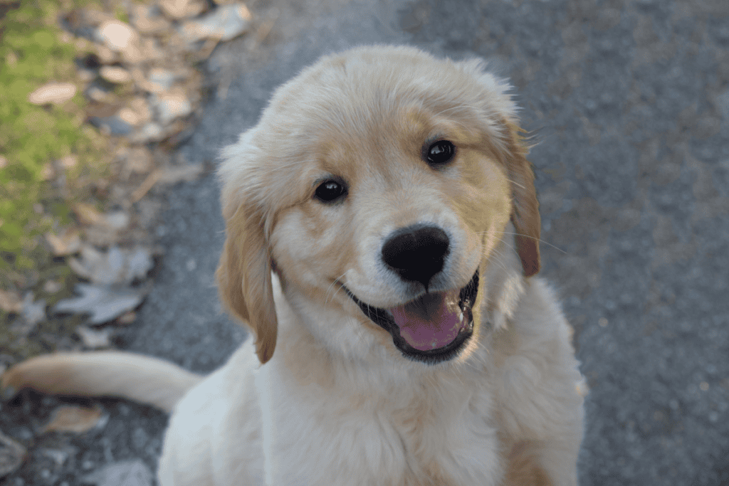 Happy puppy ready for a routine dog wellness check at our San Antonio clinic