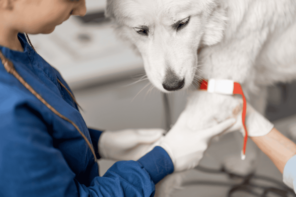 Veterinary tech performing pet blood work in San Antonio at Cutting Edge Pet Clinic