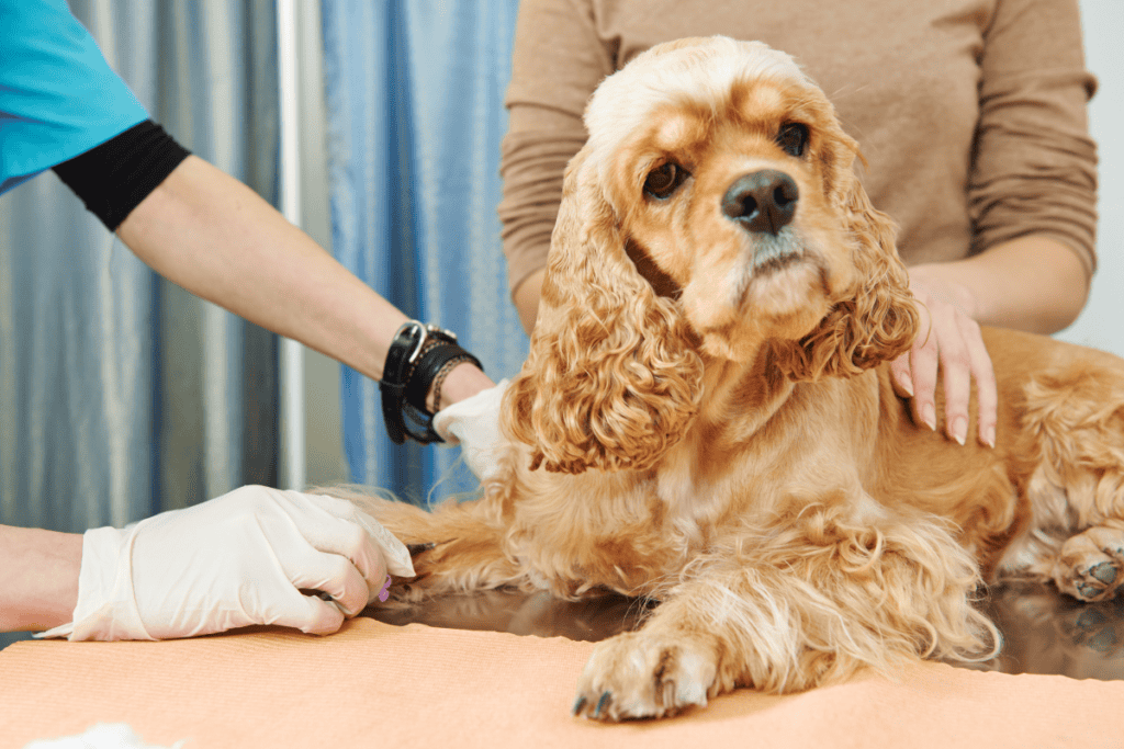 Routine dog blood work San Antonio appointment with low-stress handling at our Boerne clinic