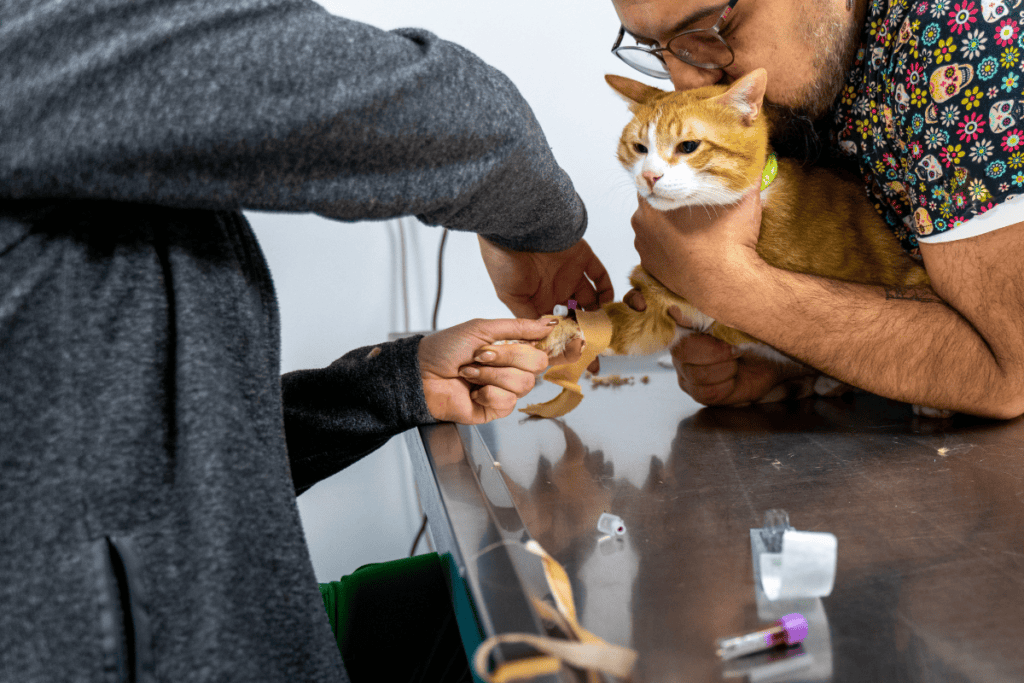 Cat lab tests with calm restraint at our San Antonio veterinary clinic