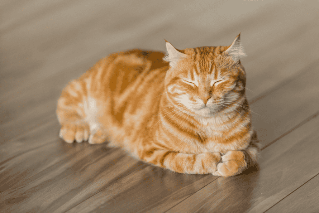 Healthy cat at home — supported by routine in-house pet diagnostics in San Antonio
