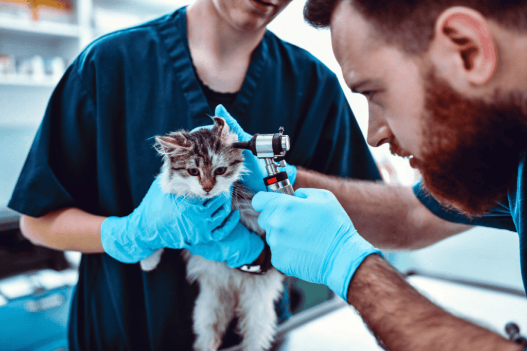 Veterinarian performing a focused sick pet visit exam on a kitten in San Antonio