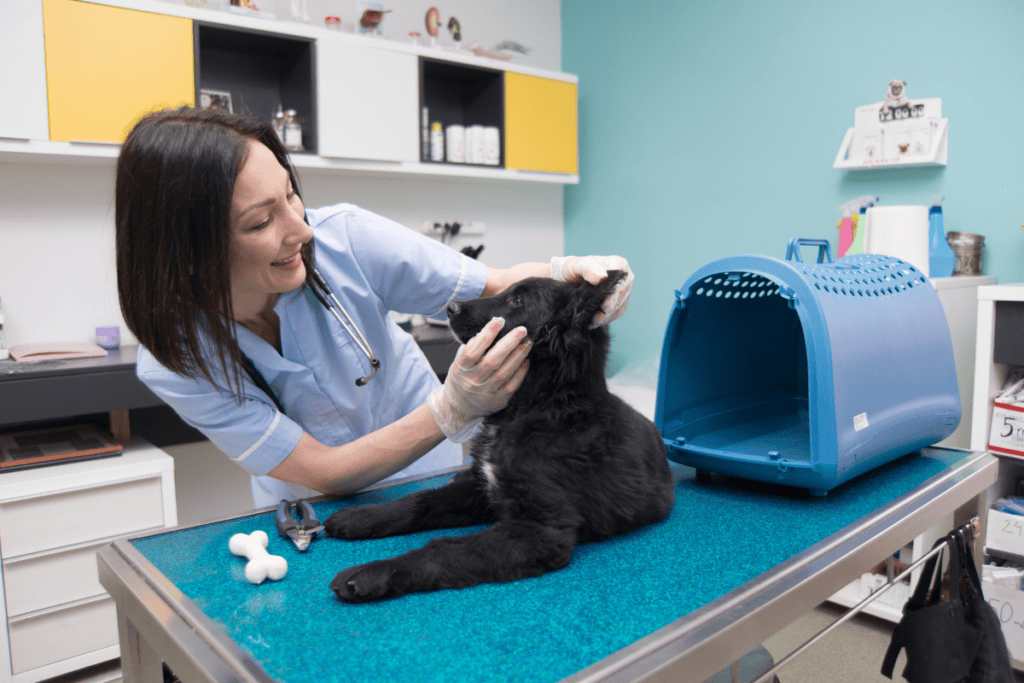 Urgent vet care exam after arrival at our emergency clinic near San Antonio