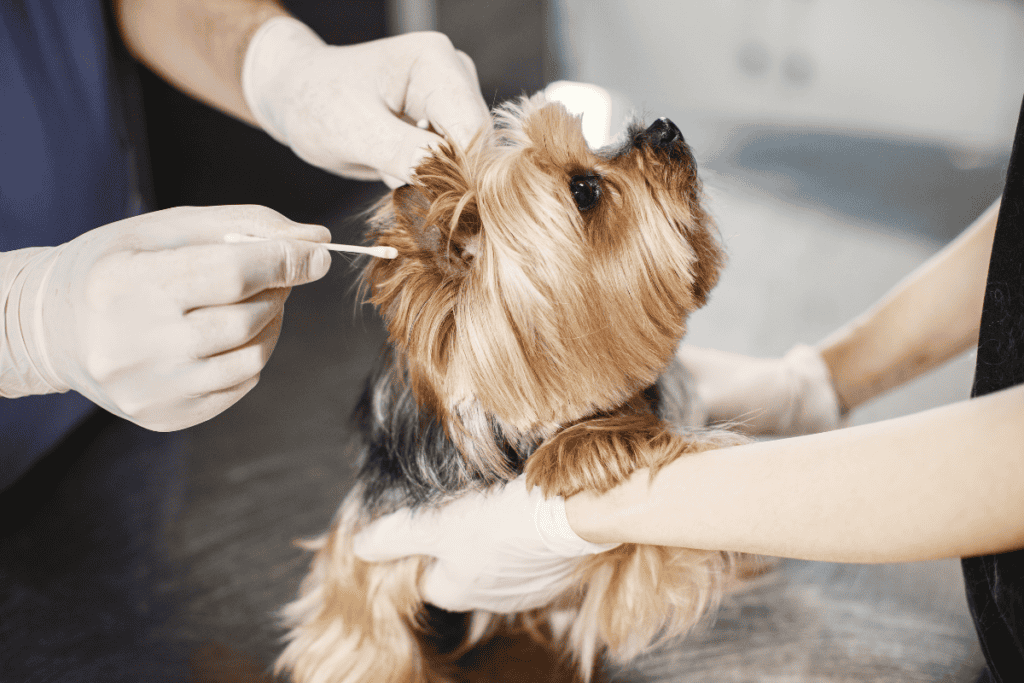 Small dog receiving a focused exam at an emergency vet near me in the San Antonio area