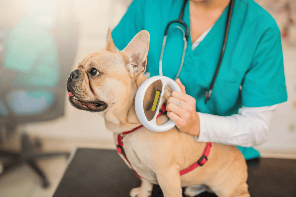 Veterinarian performing pet microchipping in San Antonio on a French bulldog at Cutting Edge Pet Clinic