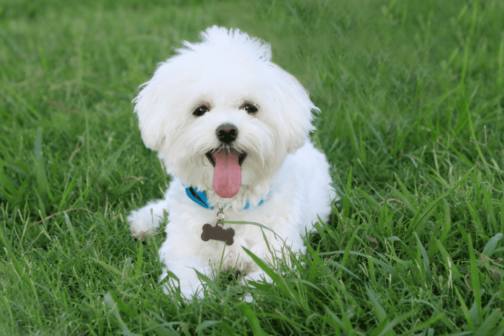 Small dog wearing a collar tag and pet ID chip for lifetime protection