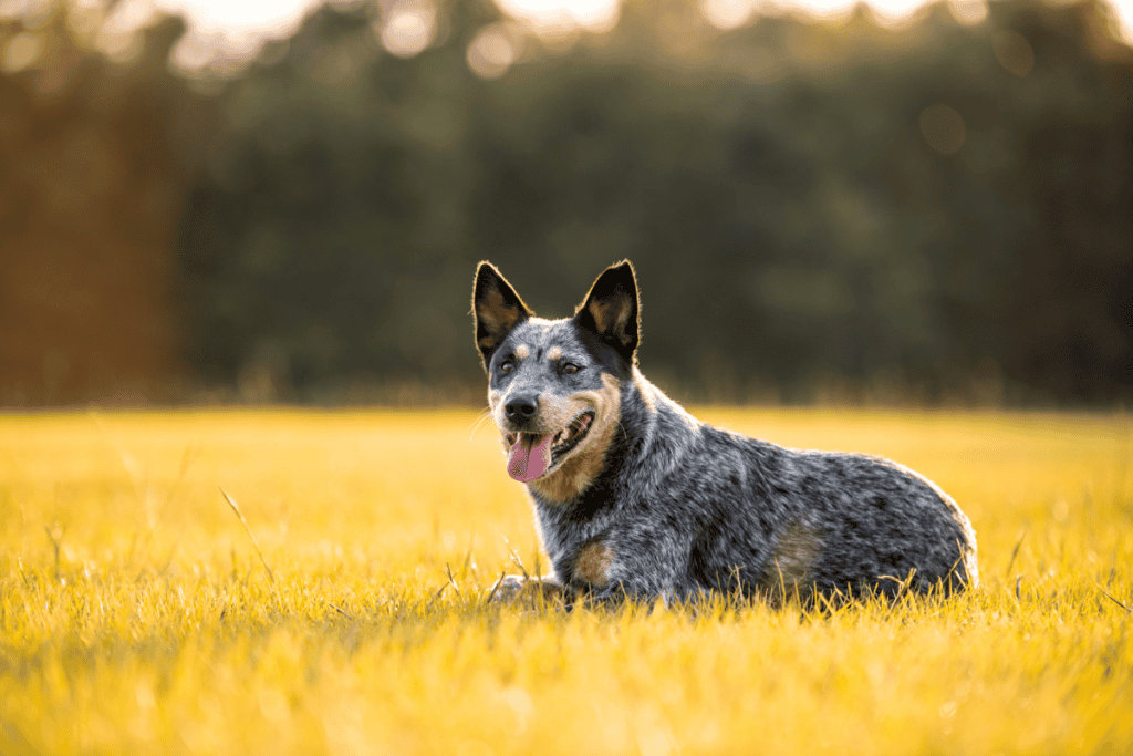 Outdoor adventurer dog — microchip dog San Antonio for peace of mind on every walk