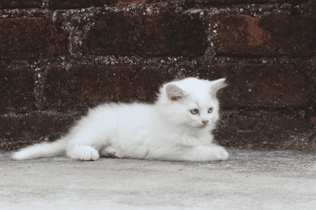 Calm kitten supported by early pet diagnostics in San Antonio at Cutting Edge
