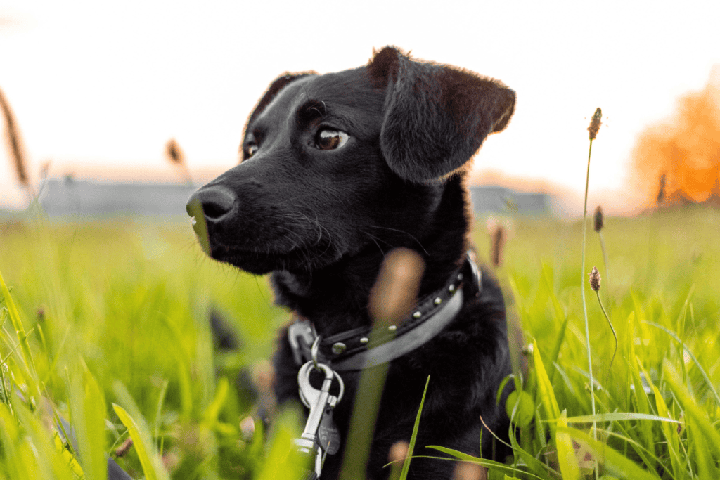 Healthy young dog ready for routine pet care in San Antonio at Cutting Edge
