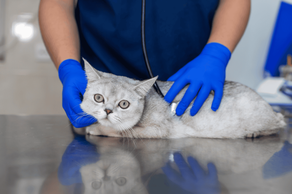 Compassionate cat exam during urgent and end-of-life pet care in San Antonio