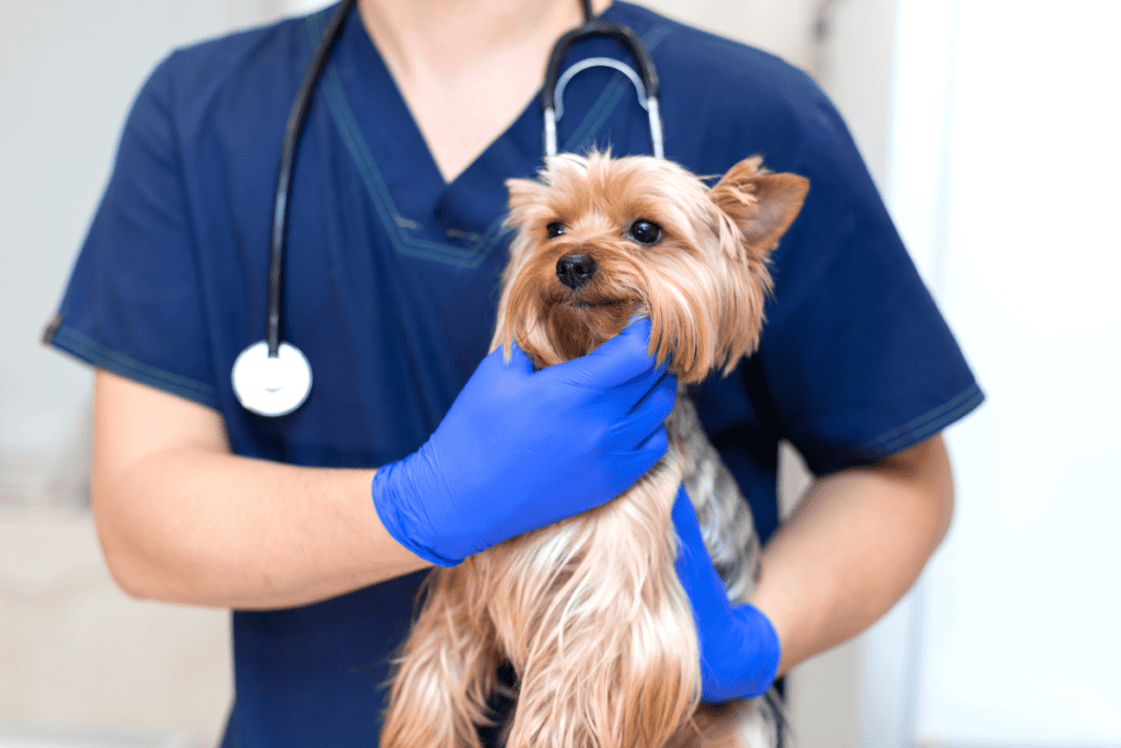 Small dog held gently during a specialty veterinary services visit in San Antonio