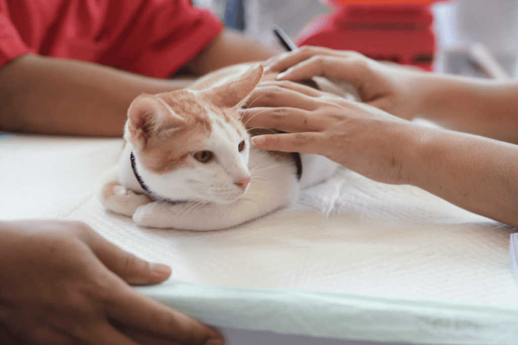 Cat exam by a trusted vet near Helotes serving Hill Country families