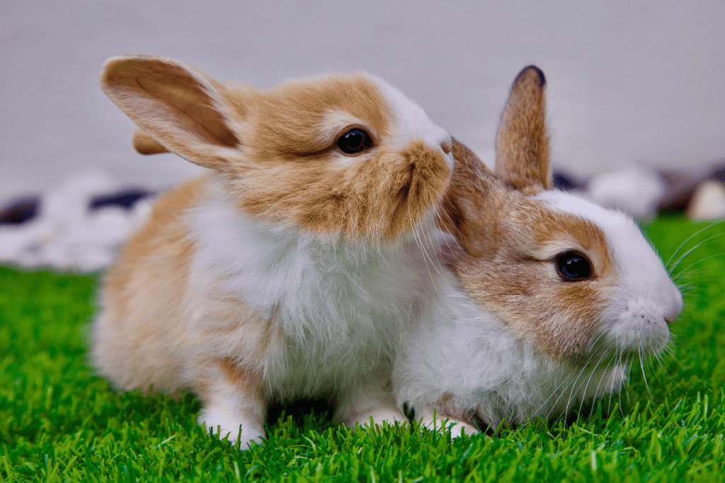 Healthy bunnies thriving with regular care from a rabbit vet near San Antonio