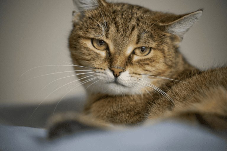 Tabby cat lying on surface looking relaxed with green eyes