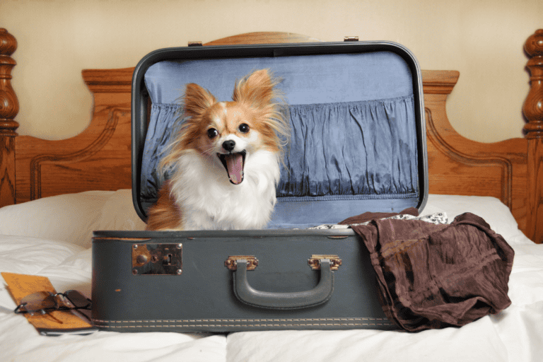 Small Papillon dog sitting happily in open suitcase on bed
