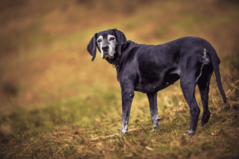 Can Dogs Get Dementia? Understanding Canine Cognitive Dysfunction