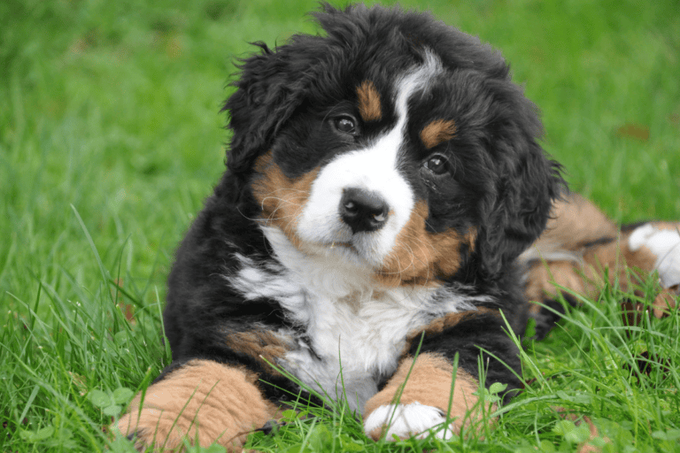 Bernese Mountain Dog puppy lying in grass with toy