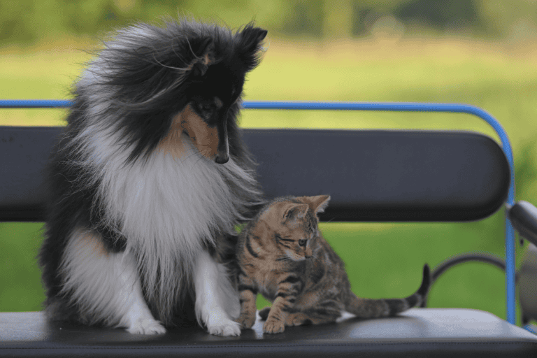 Shetland Sheepdog and tabby kitten sitting together on blue park bench