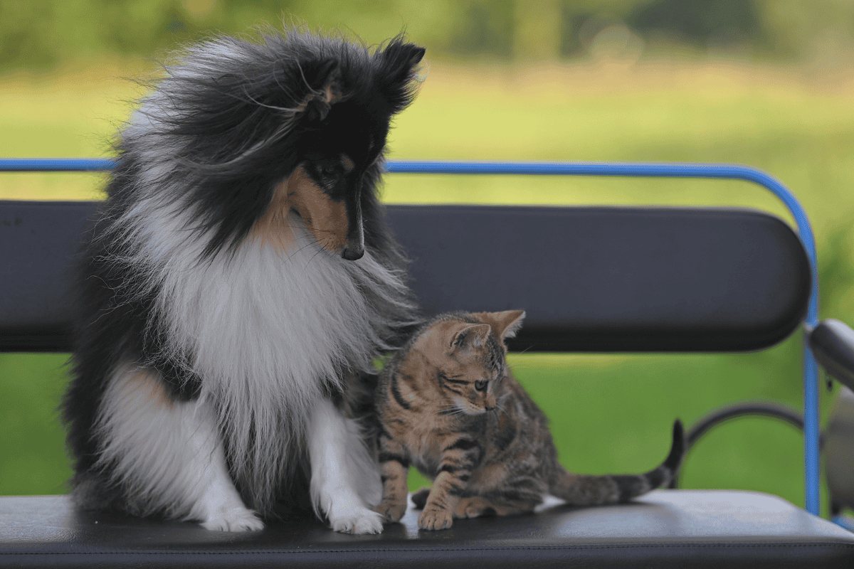 Shetland Sheepdog and tabby kitten sitting together on blue park bench