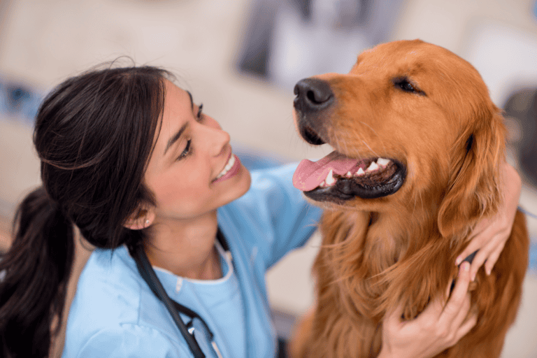 Female veterinarian in blue scrubs smiling with golden retriever