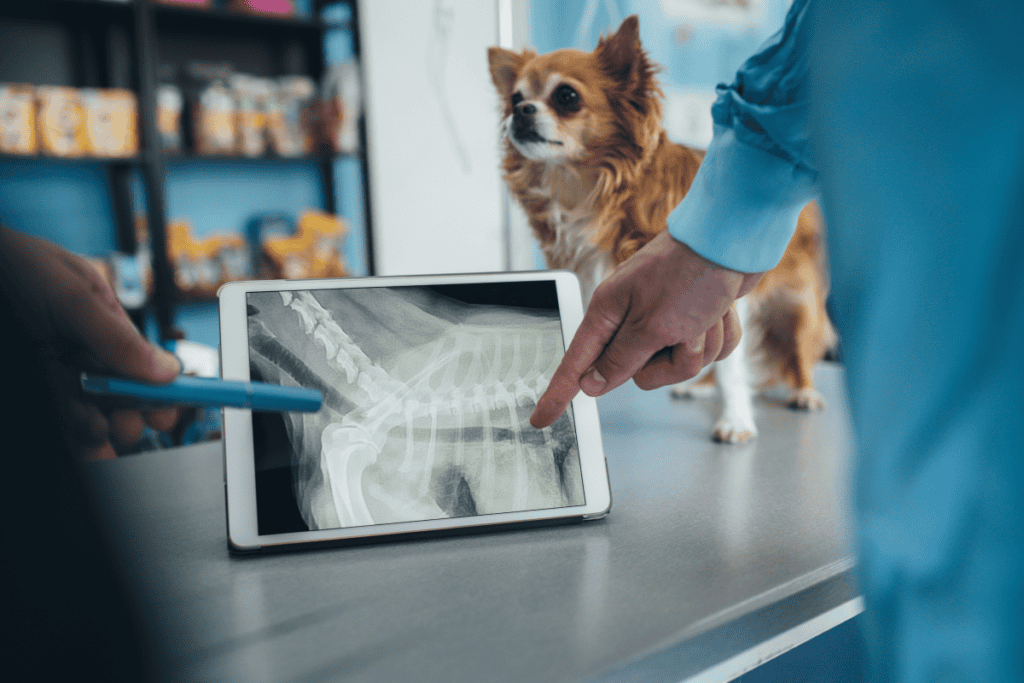 Veterinary diagnostic imaging at our Helotes-area animal hospital in Boerne, TX