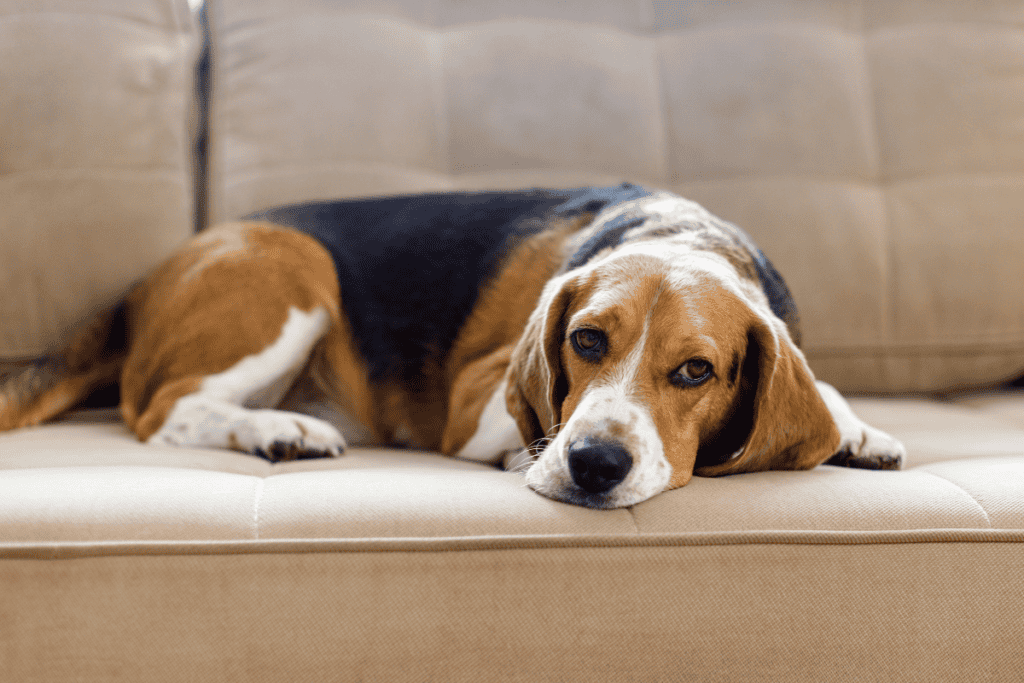 Lethargic dog showing signs Helotes pet owners should call a Helotes veterinary clinic