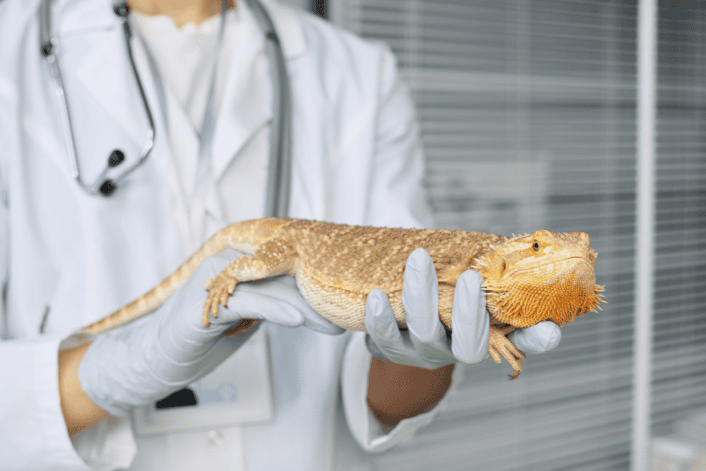 Bearded dragon receiving care during a visit for additional veterinary services in San Antonio