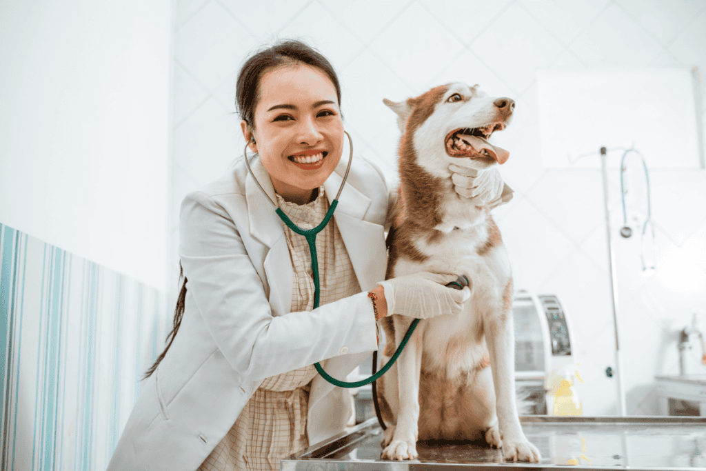 Veterinarian examining a husky during a stem cell therapy for pets consultation in Boerne, TX